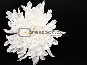 fresh white chrysanthemum