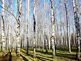 October autumn birch grove with sunbeams and shadows on blue sky
