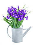 blue irise flowers in watering can