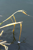 Grass in water with icicle in Autumn