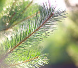 pine branches in the forest