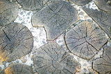 stumps of tree us texture