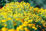 Yellow flowers in a meadow as a texture