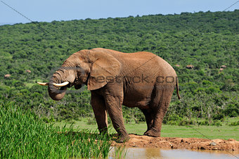 Elephant drinking water at Harpoor Dam, Addo National PARK, Sout