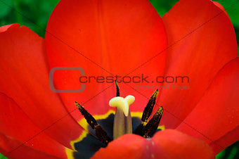 Macro beautiful red tulip with yellow petal