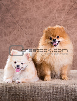 Portrait two Pomeranian dog