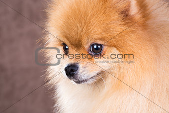 Close-up portrait Pomeranian dog 