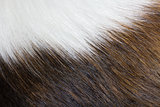 Texture of dog fur