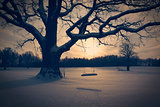 Winter Landscape with Abandoned Tree Swing