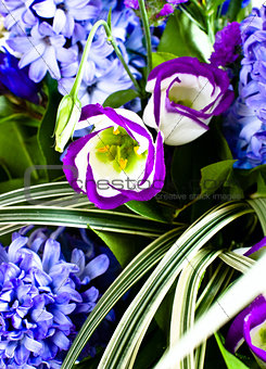 blue fuzzy (hyacinthus orientalis) bouquet 