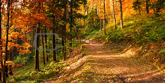 Autumn in the park of Campo dei Fiori, Varese