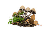 Toadstools - mushrooms