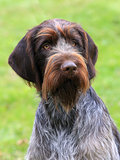 The typical Bohemian wire-haired Pointing Griffon
