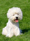 Puppy of West Highland White Terrier