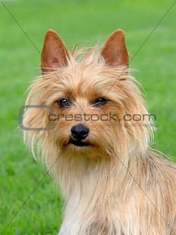 The portrait of Australian Terrier 
