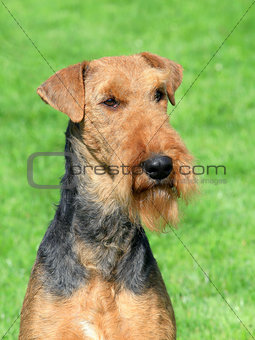 Airedale Terrier in the garden