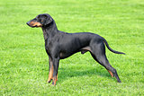The typical black Manchester Terrier