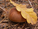 Boletus edulis in the autumn forest