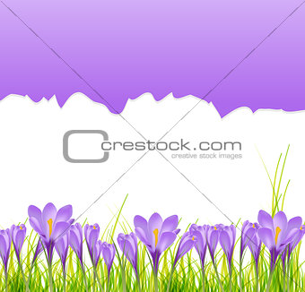 Vector illustration crocus flower background