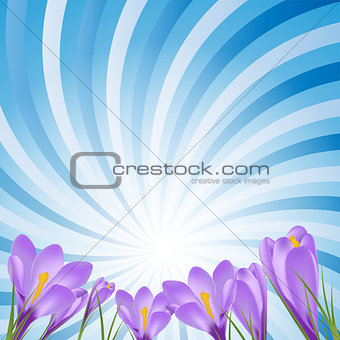 Vector illustration crocus flower background