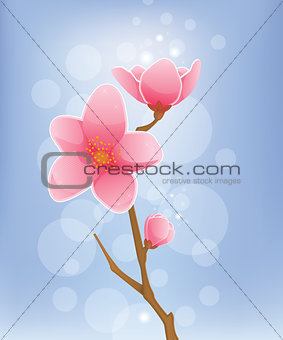 Spring Concept - Cherry Blossom