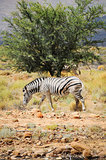 One wild zebra in Afrian bush 