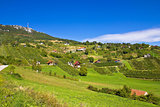 Vineyards on Kalnik mountain slopes