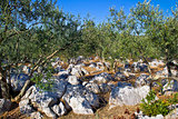 Olve tree grove in stone landscape