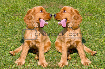 Two young red English Cocker Spaniel dogs