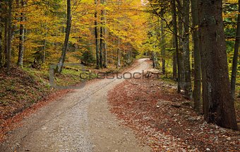 Road in Colorful Forest