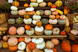 Pumpkins in a market