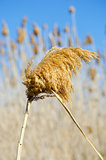 Dry reeds 