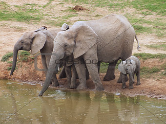 Elephant family at a waterhole