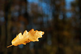 Falling oak leaf