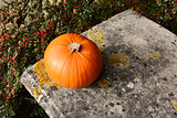 Small orange pumpkin on stone bench with red berries