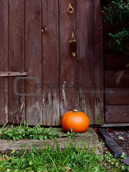 Ripe pumpkin in front of a wooden door