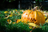Pumpkin on grass and autumn leaves