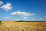 Landscape with grove and field of wheat