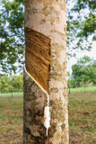 Tapping latex from Rubber tree 