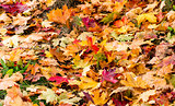 Multi-colored maple leaves lying in the grass