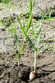 Fresh green garlic in plantation