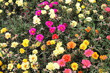 many bright flowers