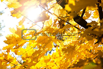 sun and autumn leaves