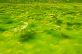 Water with Green Algae