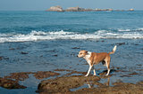 dog living near the ocean