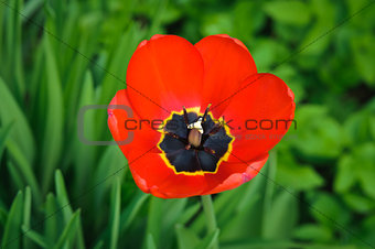 Macro red tulip