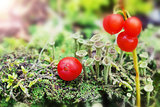 little green mushrooms and red berries on the moss on natural gr