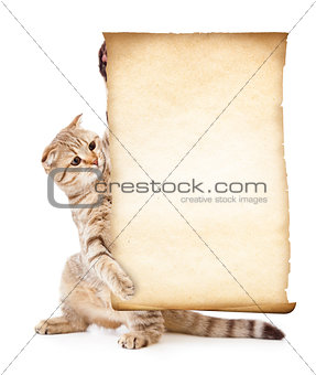 cat with old blank parchment or paper