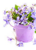 spring flower violets with leaf in little bucket