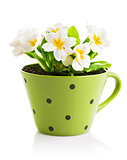 spring flowers with leaves in pot